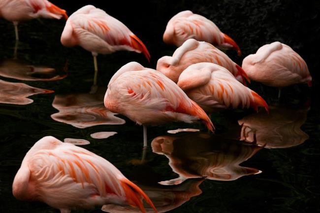 Резюме самых красивых фламинго