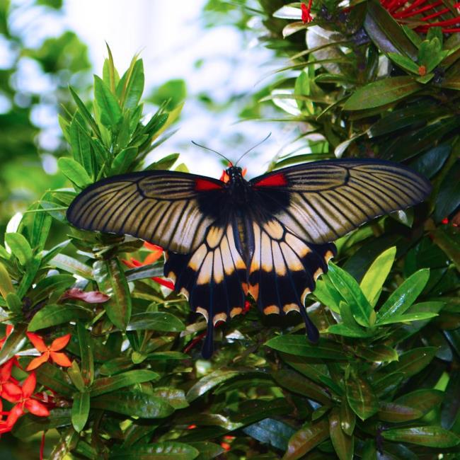 تصاویر برتر پروانه ها به عنوان تصاویر پس زمینه زیبا