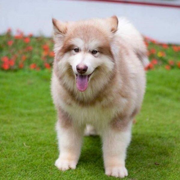 सबसे सुंदर अलास्का कुत्ते के चित्रों का संग्रह