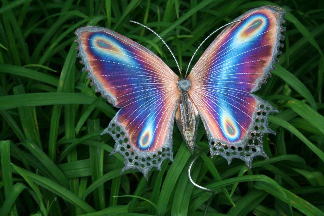 Gambar top kupu-kupu sebagai wallpaper indah