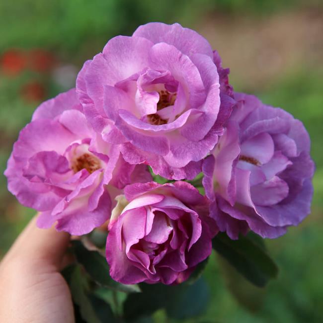 Koleksi gambar bunga mawar yang paling indah