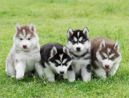 सबसे सुंदर अलास्का कुत्ते के चित्रों का संग्रह