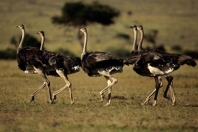 Colección de las imágenes de avestruz más bellas