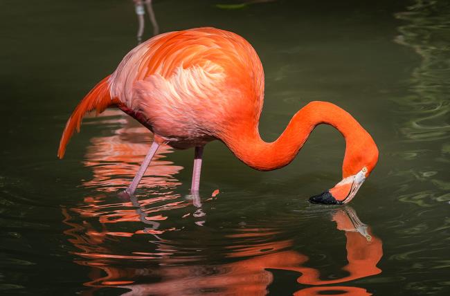 Ringkasan flamingo yang paling indah
