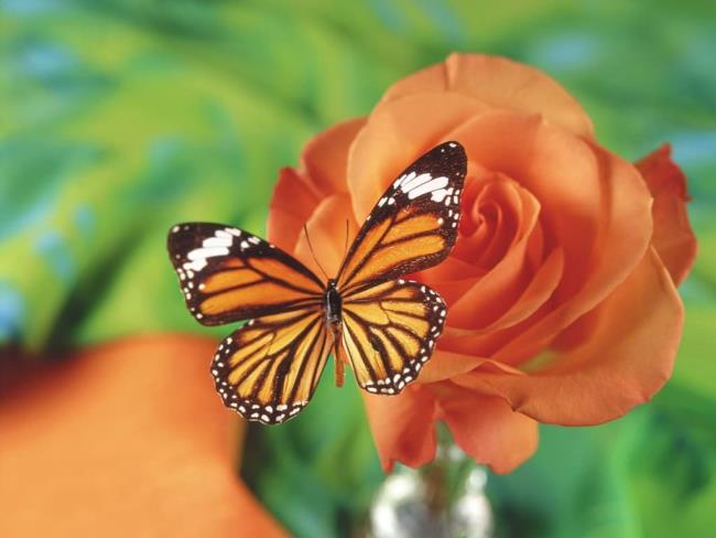 تصاویر برتر پروانه ها به عنوان تصاویر پس زمینه زیبا