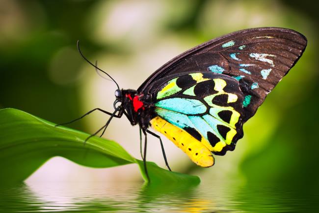 美しい壁紙としての蝶のトップ画像