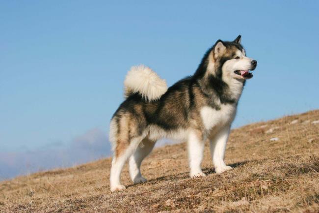 가장 아름다운 알래스카 강아지 사진 모음