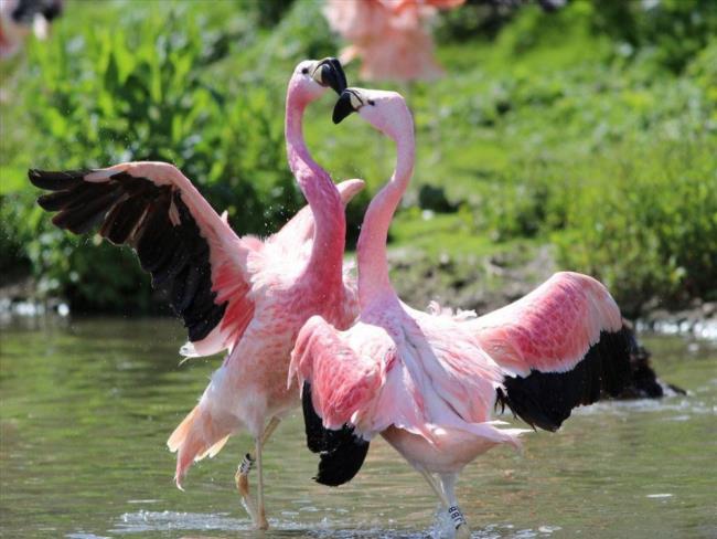 Resumo dos flamingos mais bonitos