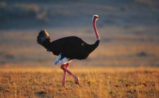 Colección de las imágenes de avestruz más bellas