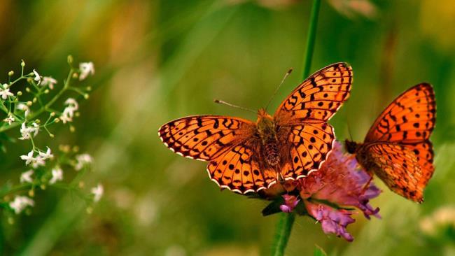 Top images of butterflies as beautiful wallpapers