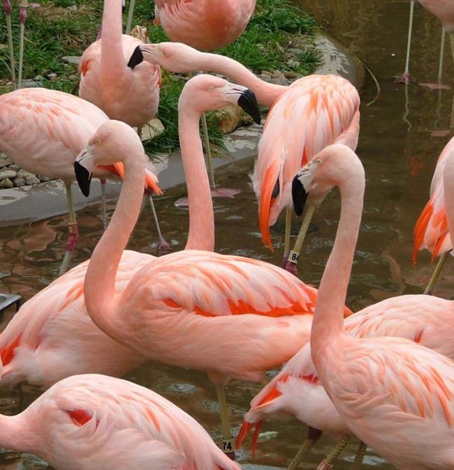 Zusammenfassung der schönsten Flamingos