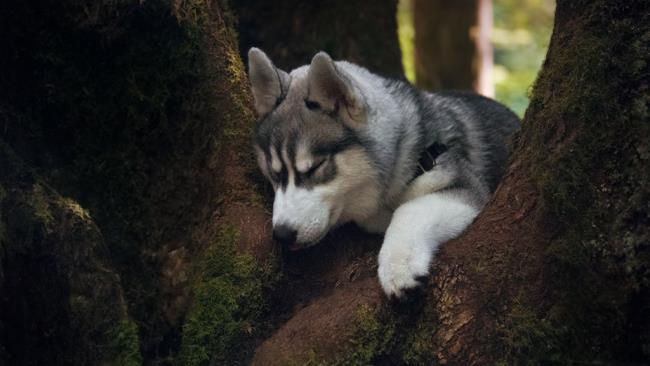 Sammlung der schönsten Alaska-Hundebilder