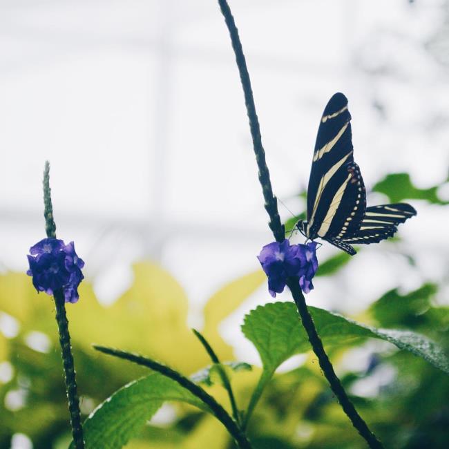 Лучшие изображения бабочек в качестве красивых обоев