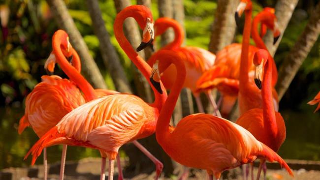 Резюме самых красивых фламинго