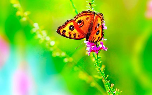 Top images de papillons comme beaux fonds d'écran