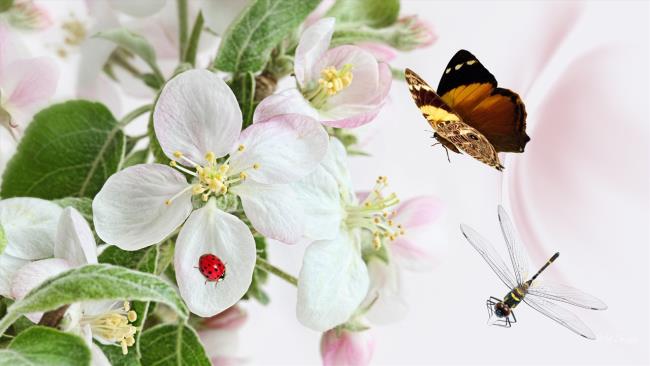 Top Bilder von Schmetterlingen als schöne Tapeten