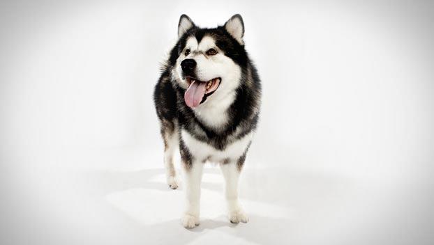 Colecție de cele mai frumoase imagini pentru câini din Alaska