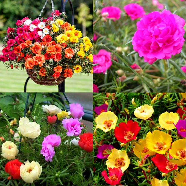 Bilder bedeuten zehn schöne Blumen