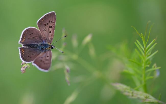 Лучшие изображения бабочек в качестве красивых обоев