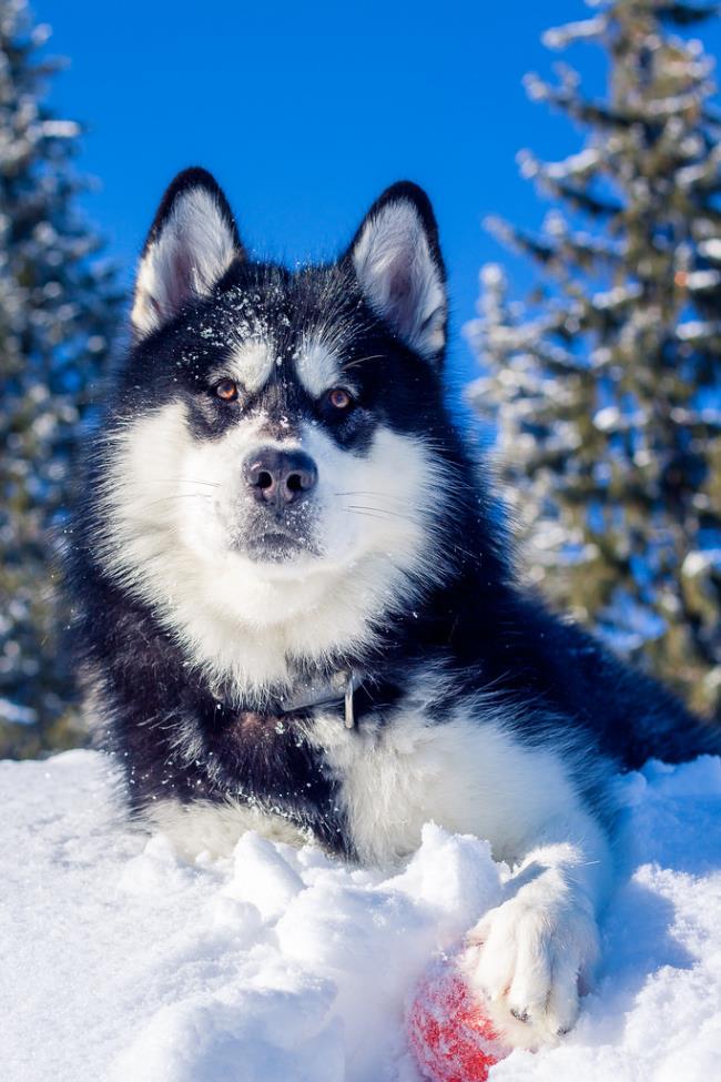 Коллекция самых красивых фотографий собак Аляски