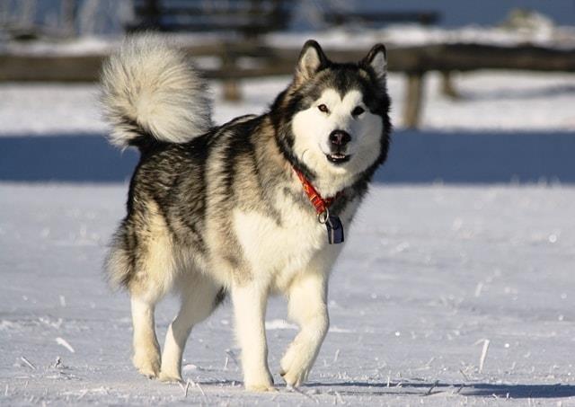 가장 아름다운 알래스카 강아지 사진 모음