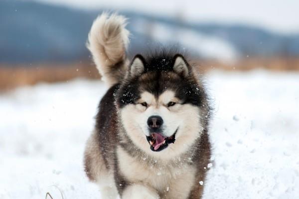 Zbiór najpiękniejszych zdjęć psów na Alasce
