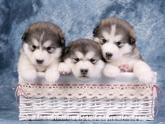 Koleksi gambar anjing Alaska yang paling indah