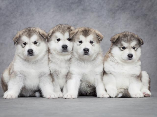 Collection des plus belles photos de chiens de l'Alaska