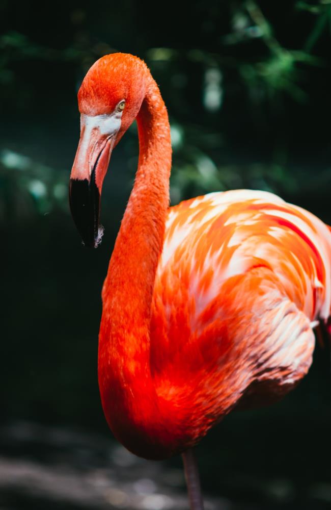 Resumo dos flamingos mais bonitos