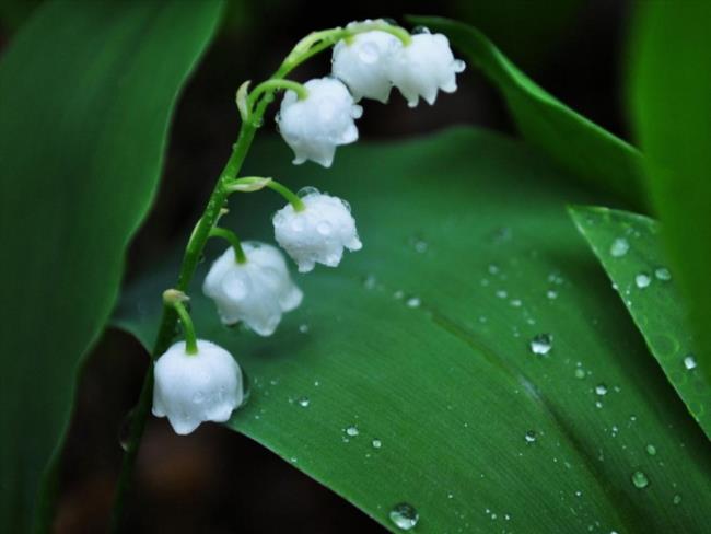 Resumo das mais belas imagens de orquídeas de sino