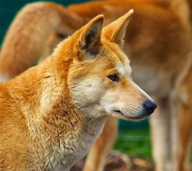Sammlung des schönsten Indochina Dingo