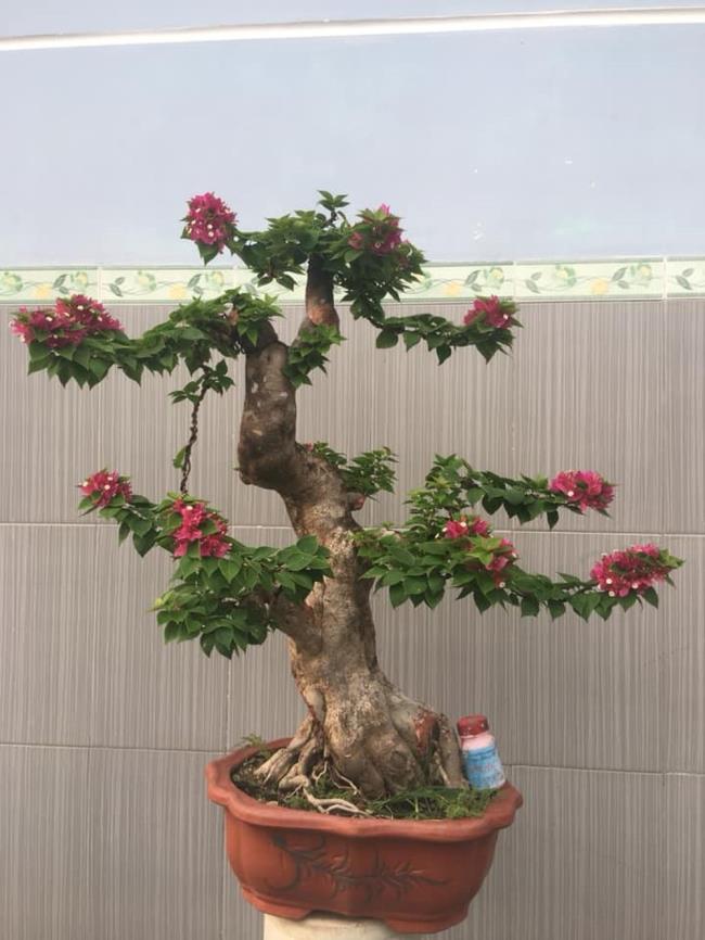 Gambar bunga kertas bonsai yang indah