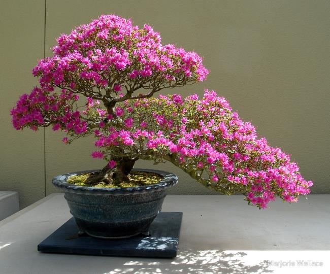Gambar bunga kertas bonsai yang indah