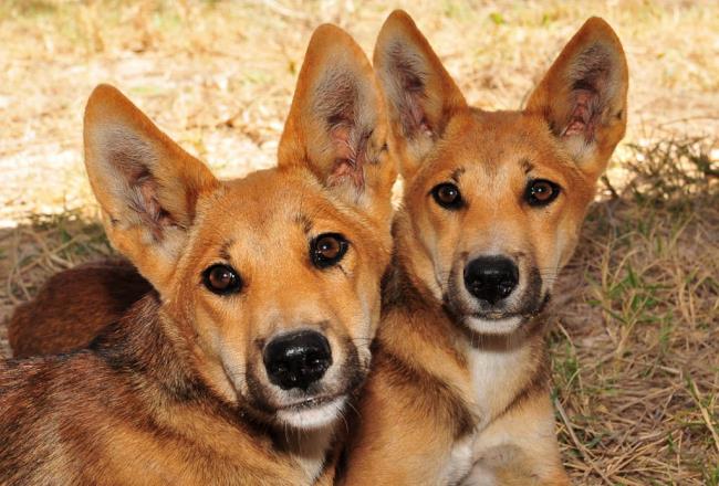 Colecția celui mai frumos Indochina Dingo