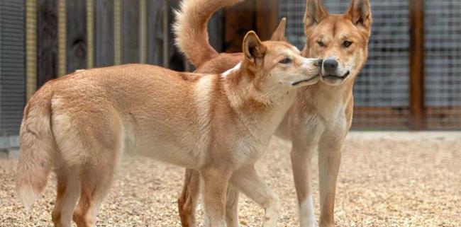 Collezione del più bel Dingo dell'Indocina
