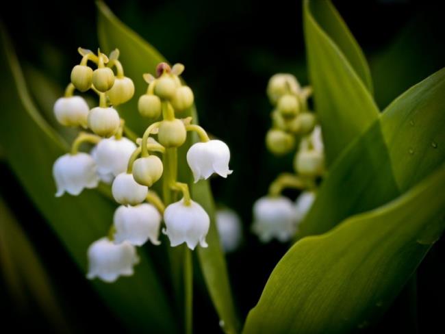 Resumen de las imágenes de bellísima orquídea bell