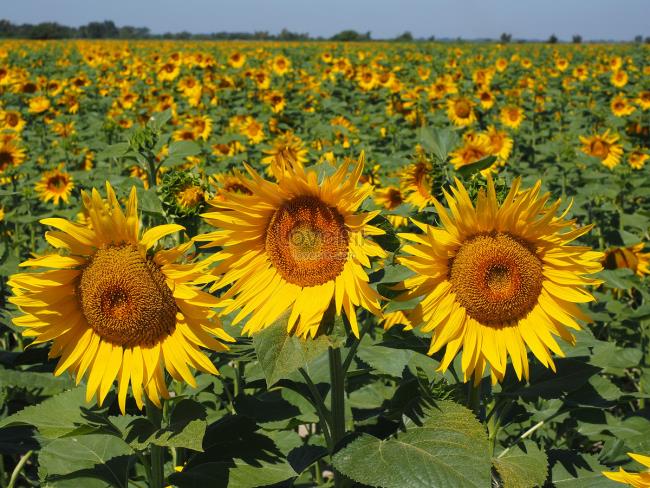 Origin of sunflowers