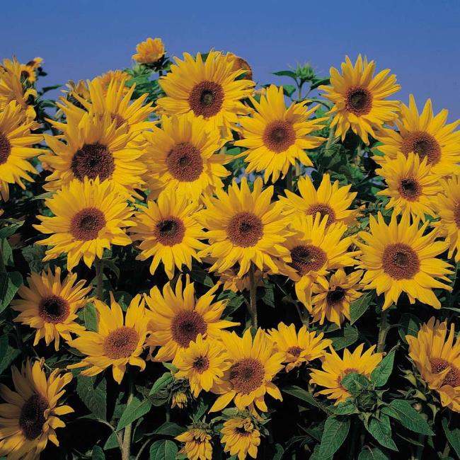 Mooie zonnebloemen afbeelding 1