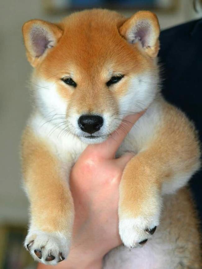 最も美しい秋田犬の画像のコレクション