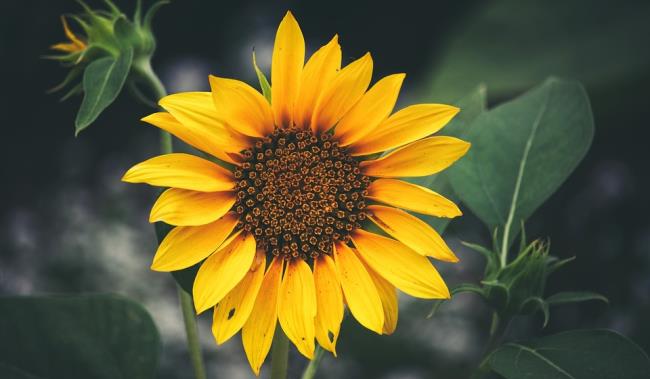 Gambar bunga matahari yang indah 2