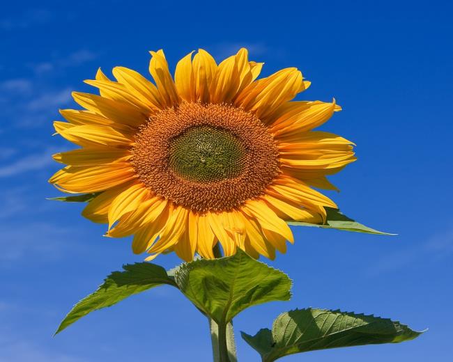Gambar bunga matahari yang indah 5