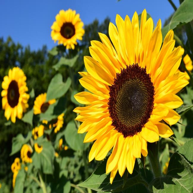 Foto's prachtige zonnebloemen 6