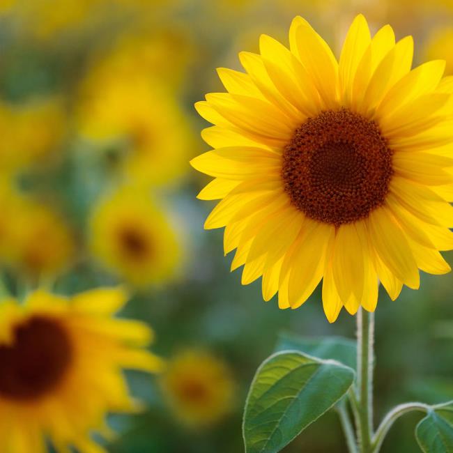 Gambar bunga matahari yang indah 7