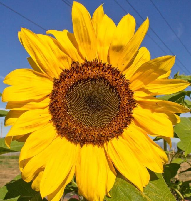Gambar bunga matahari yang indah 9