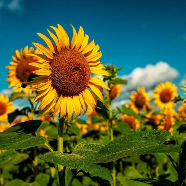 Gambar bunga matahari yang indah 10