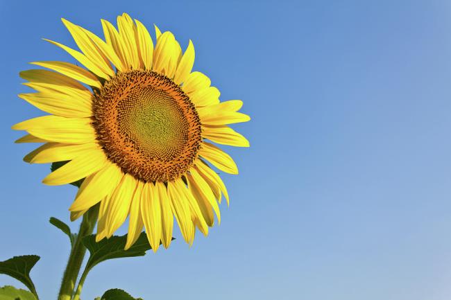 Gambar bunga matahari yang indah 11