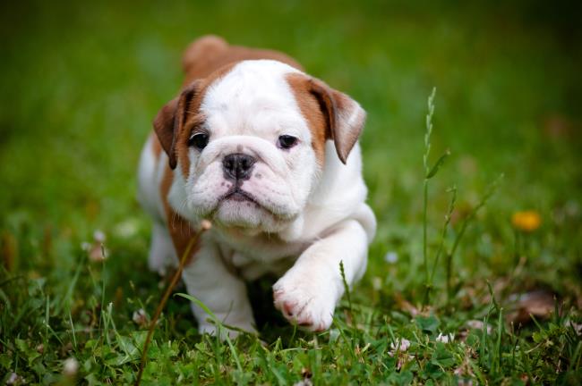 Cute puppy pictures as beautiful wallpaper