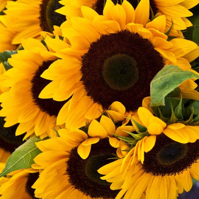 Prachtige zonnebloemen afbeelding 12