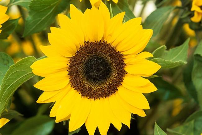 Schönes Sonnenblumenbild 13