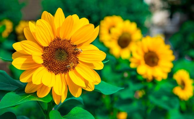 Foto's prachtige zonnebloemen 14